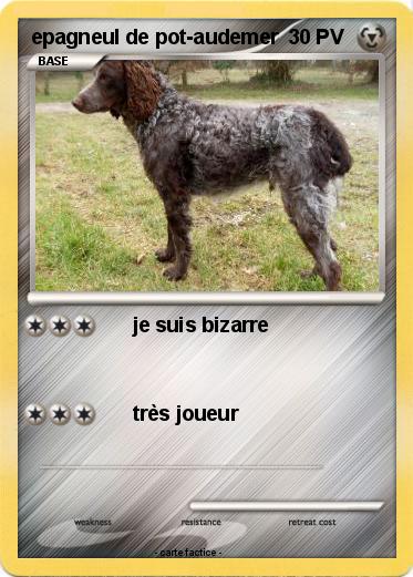 Pokemon epagneul de pot-audemer