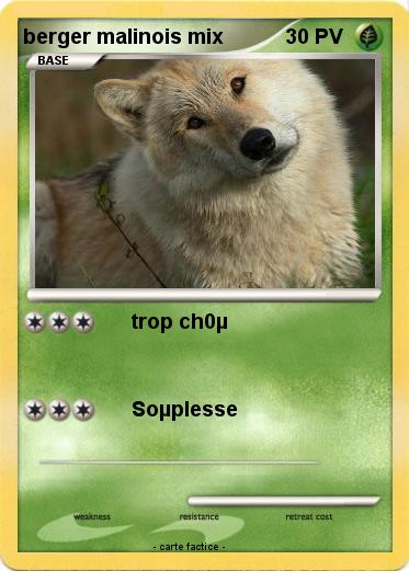 Pokemon berger malinois mix