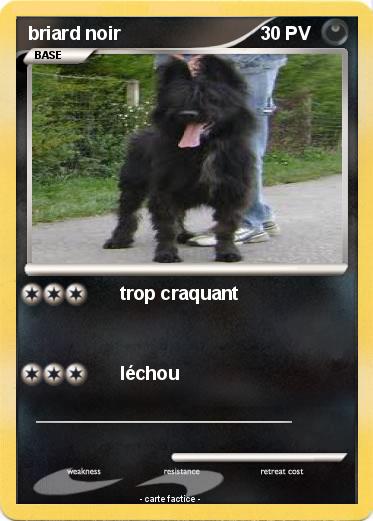 Pokemon briard noir