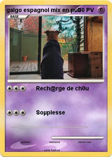 Pokemon galgo espagnol mix en pull