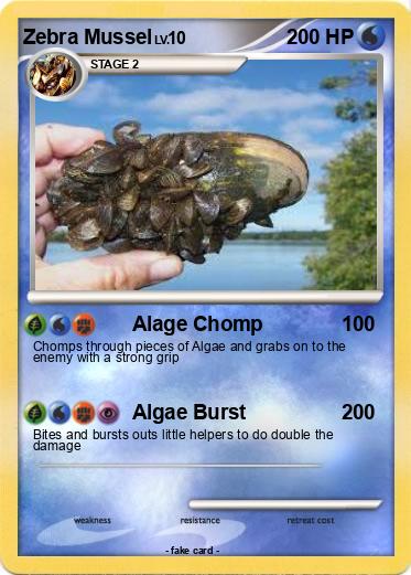 Pokemon Zebra Mussel