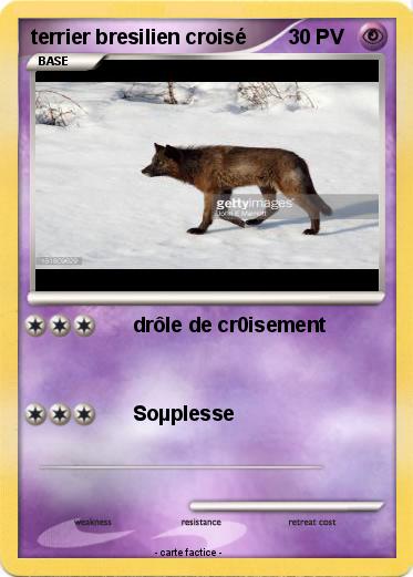Pokemon terrier bresilien croisé