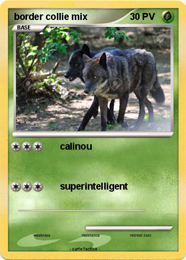 Pokemon border collie mix