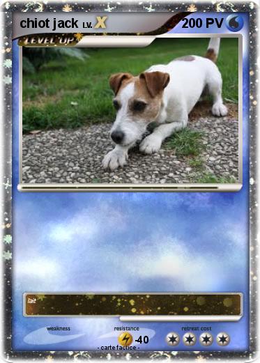 Pokemon chiot jack