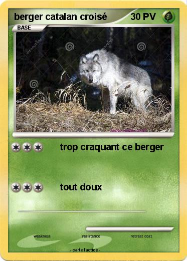 Pokemon berger catalan croisé