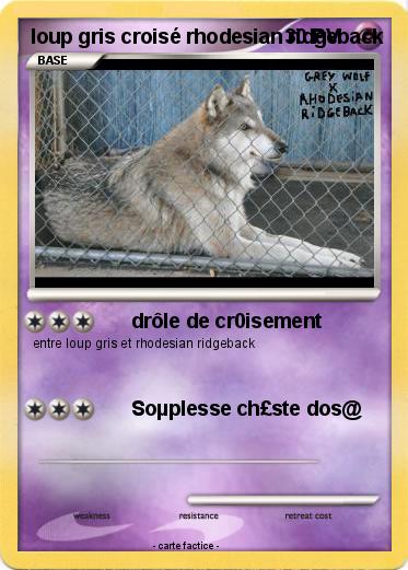 Pokemon loup gris croisé rhodesian ridgeback