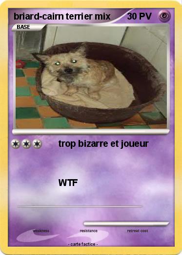 Pokemon briard-cairn terrier mix