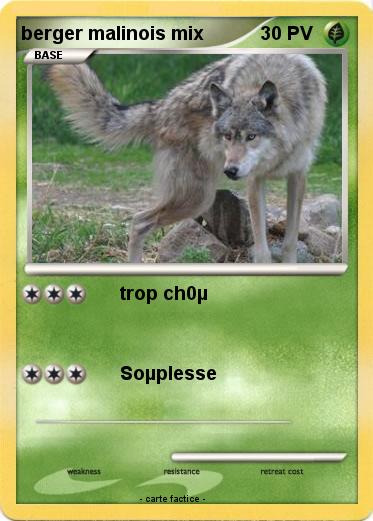 Pokemon berger malinois mix