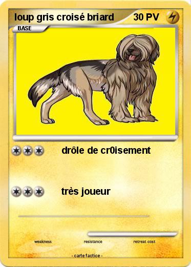 Pokemon loup gris croisé briard