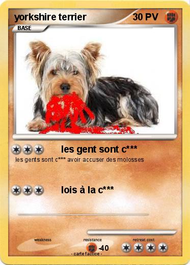 Pokemon yorkshire terrier