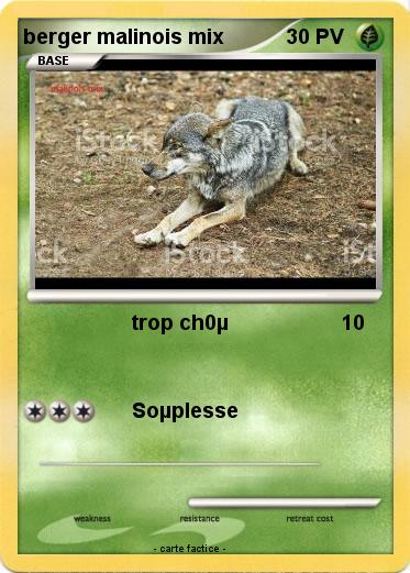 Pokemon berger malinois mix