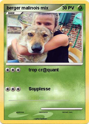 Pokemon berger malinois mix