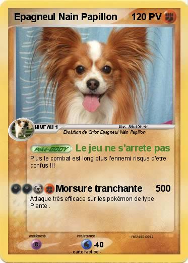 Pokemon Epagneul Nain Papillon