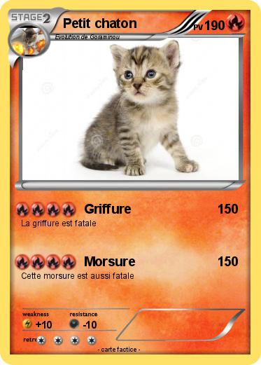 Pokemon Petit chaton