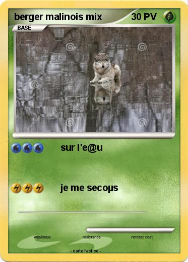 Pokemon berger malinois mix