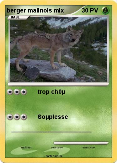 Pokemon berger malinois mix