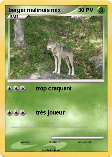 Pokemon berger malinois mix