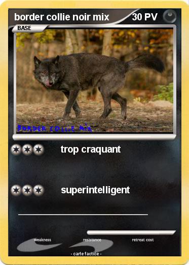 Pokemon border collie noir mix
