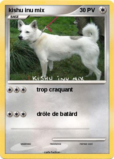 Pokemon kishu inu mix