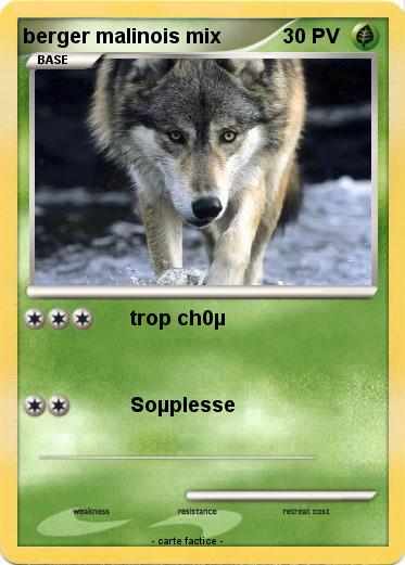 Pokemon berger malinois mix