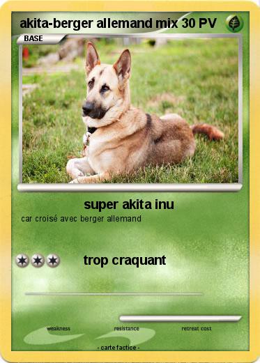 Pokemon akita-berger allemand mix