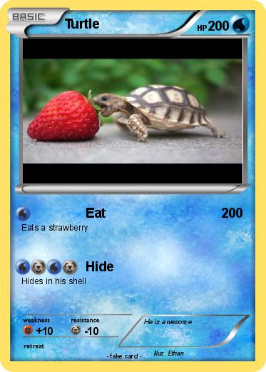 Pokemon Turtle