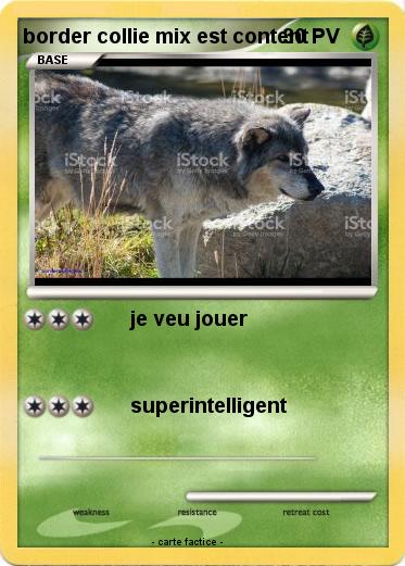Pokemon border collie mix est content
