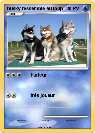 Pokemon husky ressemble au loup