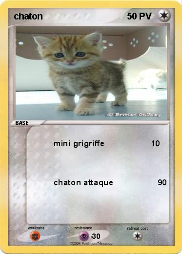 Pokemon chaton                                                                           