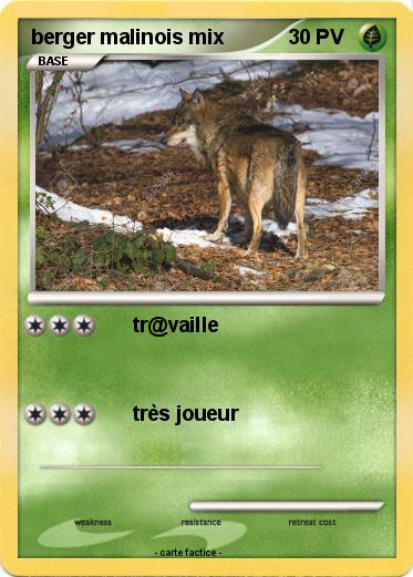 Pokemon berger malinois mix