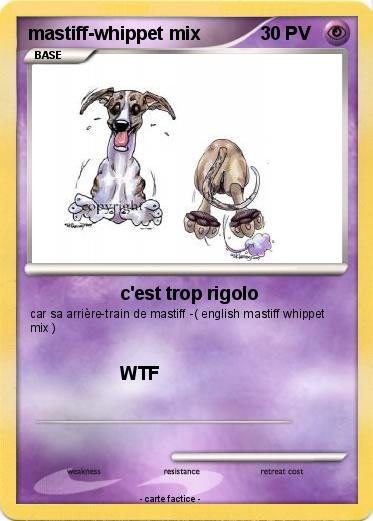 Pokemon mastiff-whippet mix