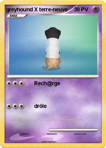 Pokemon greyhound X terre-neuve