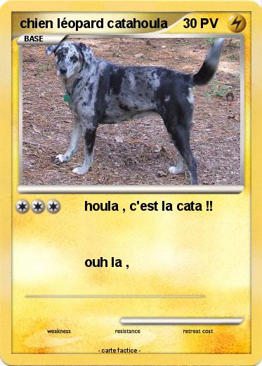 Pokemon chien léopard catahoula
