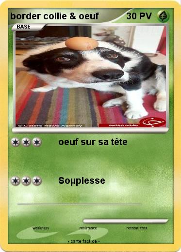 Pokemon border collie & oeuf