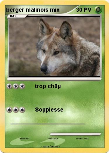Pokemon berger malinois mix