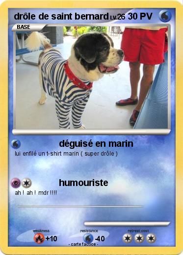 Pokemon drôle de saint bernard