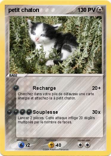 Pokemon petit chaton