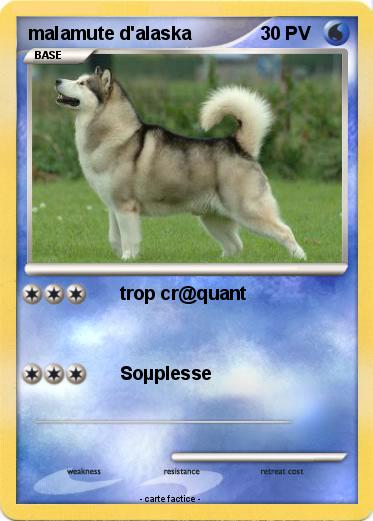 Pokemon malamute d'alaska