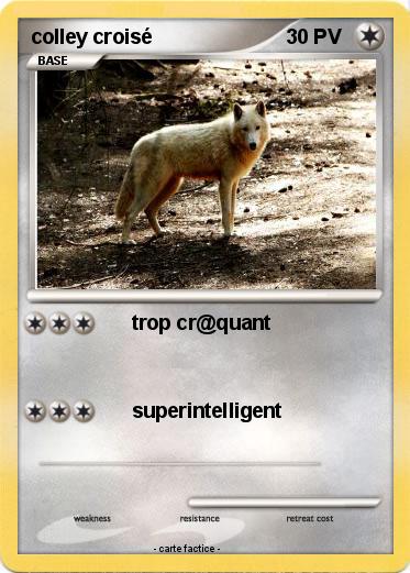 Pokemon colley croisé