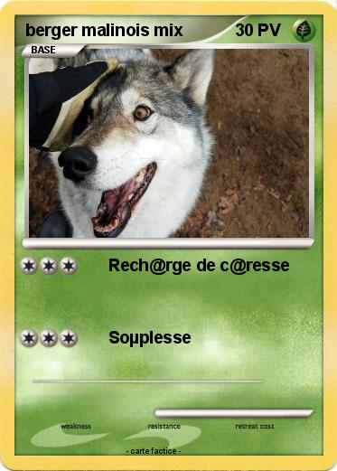 Pokemon berger malinois mix
