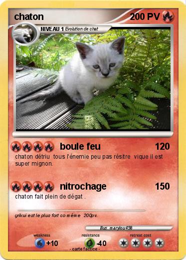Pokemon chaton