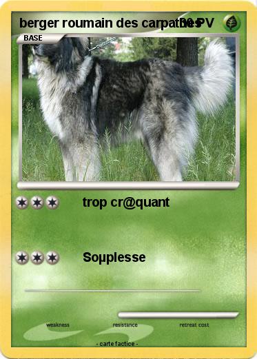 Pokemon berger roumain des carpathes