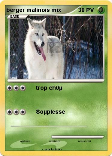 Pokemon berger malinois mix