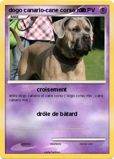 Pokemon dogo canario-cane corso mix