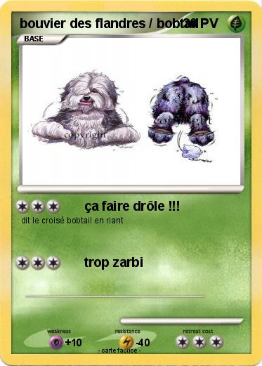 Pokemon bouvier des flandres / bobtail