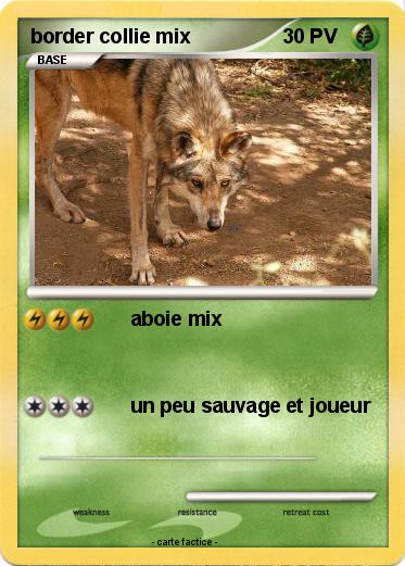 Pokemon border collie mix