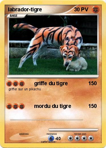 Pokemon labrador-tigre