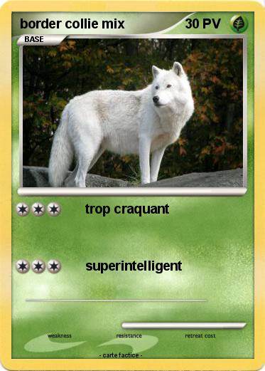 Pokemon border collie mix