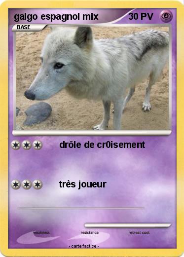 Pokemon galgo espagnol mix