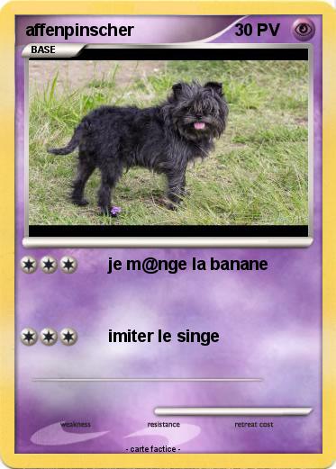 Pokemon affenpinscher
